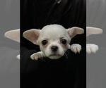 Image preview for Ad Listing. Nickname: Sugar