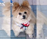 Small #2 Pomeranian Mix