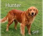 Small Photo #1 Golden Retriever Puppy For Sale in LOYAL, WI, USA