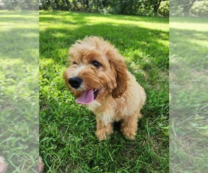 Cavapoo Puppy for sale in NEOSHO, MO, USA