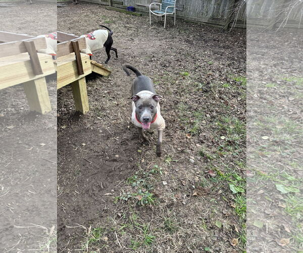 Medium Photo #2 Mutt Puppy For Sale in Jackson, MS, USA