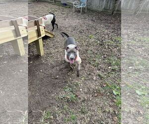 Walthall - Male Mutt Dog for Adoption - Photo #2