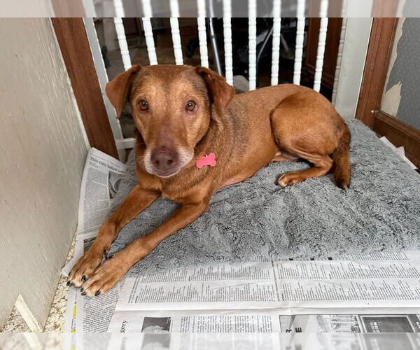 Medium Photo #2 Redbone Coonhound-Unknown Mix Puppy For Sale in Oakhurst, NJ, USA