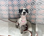 Small #4 Poodle (Miniature)