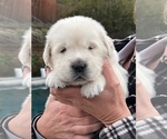 Small Photo #3 Golden Retriever Puppy For Sale in THOUSAND OAKS, CA, USA