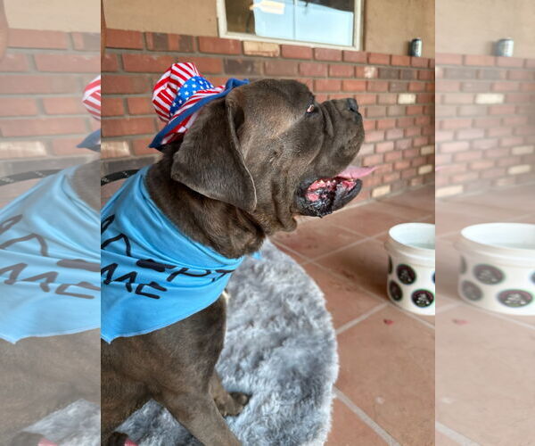 Medium Photo #5 Mutt Puppy For Sale in Goodyear, AZ, USA