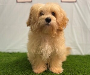ShihPoo Puppy for sale in STUART, FL, USA
