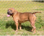 Small #20 Staffordshire Bull Terrier