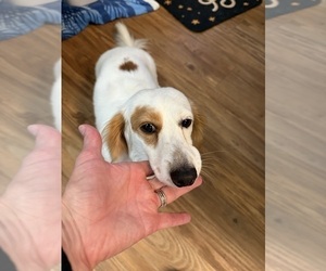 Father of the Dachshund puppies born on 04/28/2025