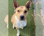 Small #1 Carolina Dog Mix