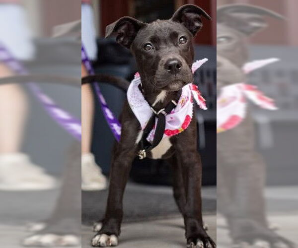Medium Photo #1 American Pit Bull Terrier-Unknown Mix Puppy For Sale in Hillsboro, NH, USA