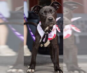 American Pit Bull Terrier-Unknown Mix Dogs for adoption in Hillsboro, NH, USA