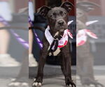 Small American Pit Bull Terrier Mix