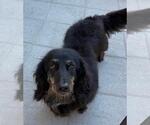 Small #1 Dachshund