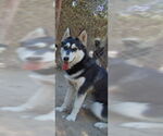 Small #3 Siberian Husky