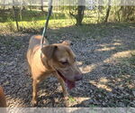 Small #1 Mutt