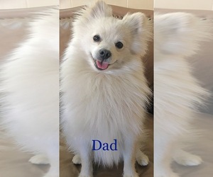 Father of the Pomeranian puppies born on 02/16/2021