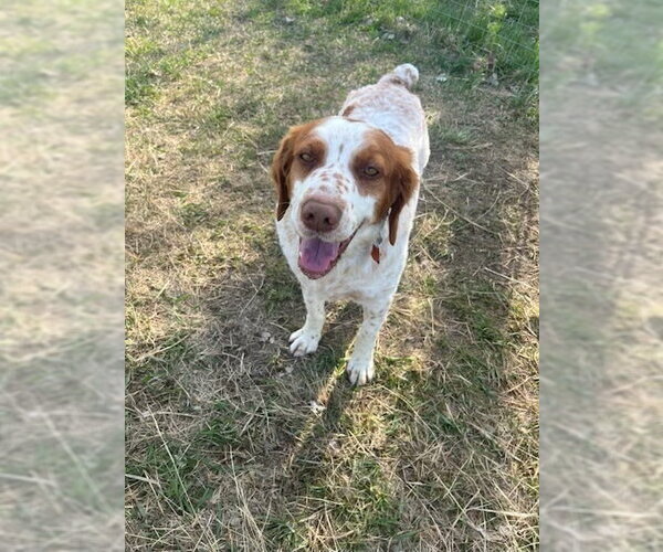 Medium Photo #2 Brittany Puppy For Sale in Curwensville, PA, USA