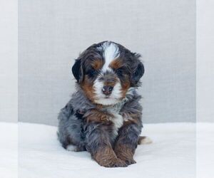 Bernedoodle (Miniature) Puppy for sale in GAP, PA, USA