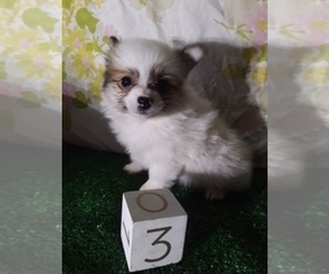 Pomeranian Puppy for sale in SCOTTVILLE, MI, USA