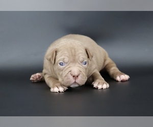 American Bully Puppy for sale in CHAMPAIGN, IL, USA