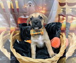 Small Photo #2 Labrador Retriever-Unknown Mix Puppy For Sale in Bryant, AR, USA