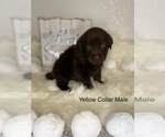 Small Photo #9 Labrador Retriever Puppy For Sale in OAKDALE, CA, USA