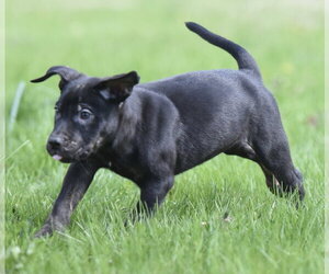 Mutt Dogs for adoption in Mechanicsburg, PA, USA