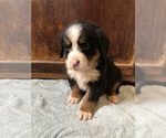 Small #2 Bernese Mountain Dog