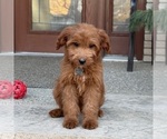 Small #3 Goldendoodle