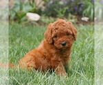 Small #3 Miniature Labradoodle