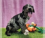 Small #4 Catahoula Leopard Dog