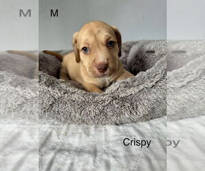 American Pit Bull Terrier-Miniature Schnauzer Mix Dogs for adoption in Oak Bluffs, MA, USA