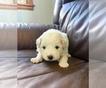 Puppy Orange Collar Great Pyrenees
