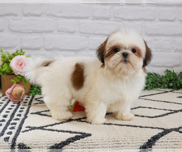 Medium Photo #9 Shih Tzu Puppy For Sale in SYRACUSE, IN, USA