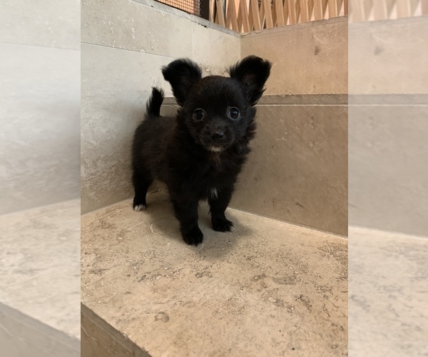 Medium Photo #9 Chihuahua Puppy For Sale in HOUSTON, TX, USA