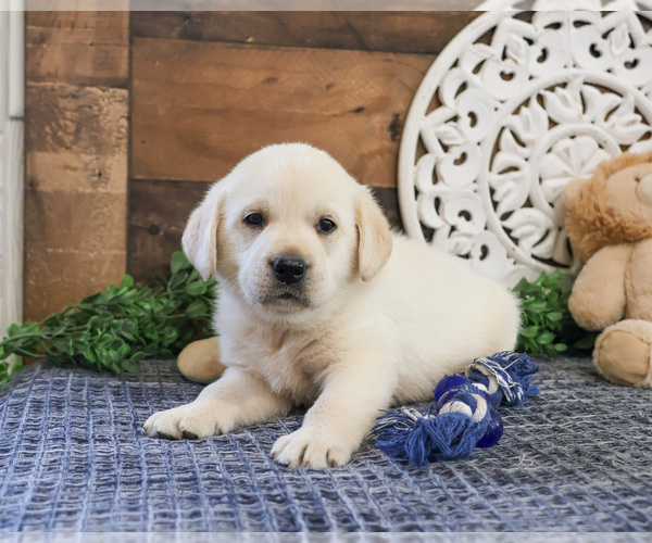 Medium Photo #3 Labrador Retriever Puppy For Sale in SYRACUSE, IN, USA