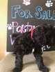 Small Photo #6 Portuguese Water Dog Puppy For Sale in CALHOUN, GA, USA