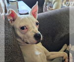 Small #3 American Bulldog-Boston Terrier Mix