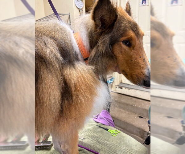 Medium Photo #3 Collie Puppy For Sale in Pueblo West, CO, USA