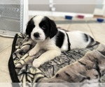 Small Photo #1 English Springer Spaniel Puppy For Sale in CHAPEL HILL, NC, USA