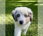 Small #3 Miniature Australian Shepherd