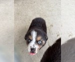 Small #8 Australian Shepherd