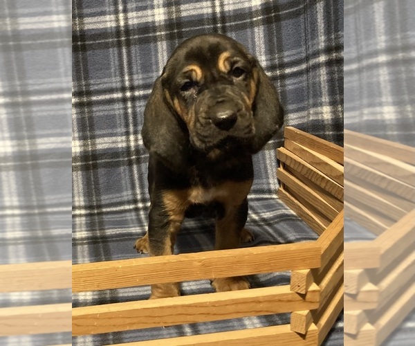 Medium Photo #4 Bloodhound Puppy For Sale in FORT MORGAN, CO, USA