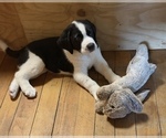 Puppy Katara Cane Corso-Saint Bernard Mix