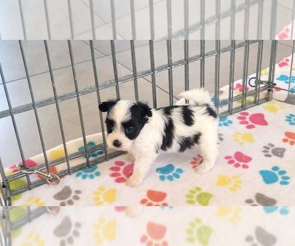 Medium Photo #15 Papitese Puppy For Sale in ORO VALLEY, AZ, USA