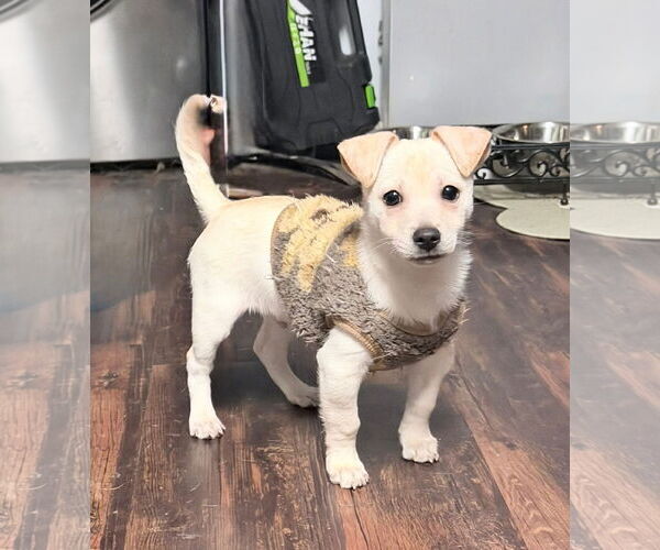 Medium Photo #2 Chiranian Puppy For Sale in Germantown, OH, USA