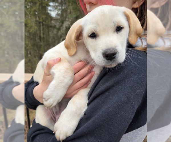 Medium Photo #1 Labrador Retriever-Unknown Mix Puppy For Sale in Anchorage, AK, USA