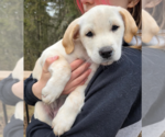 Small Labrador Retriever Mix