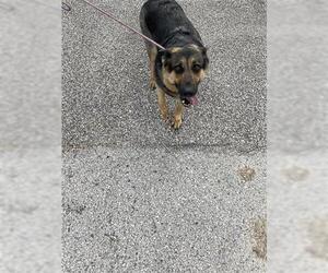 German Shepherd Dog Dogs for adoption in Houston, TX, USA